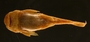 Pseudancistrus carnegiei 23 mmSL FMNH 58351 ventral